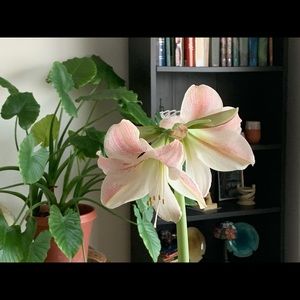 Meet your Posher, Maureen